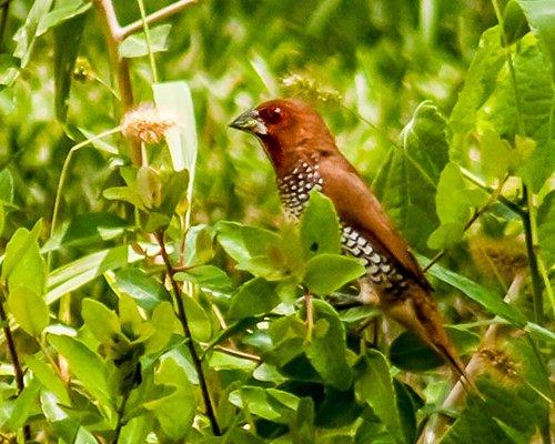 Bonham Family Nature Park