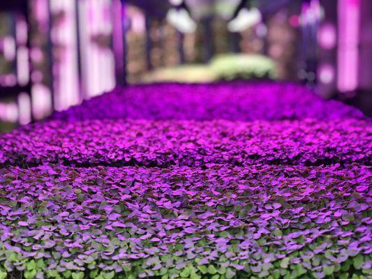 Delicious microgreens