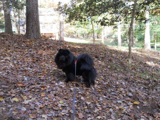 New Light Animal Hospital