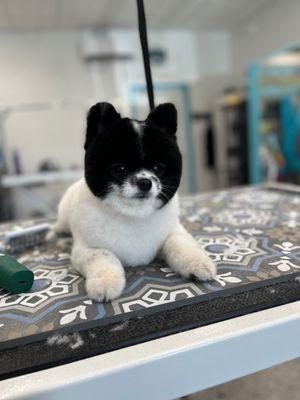 Ever seen a Pomeranian Siberian Husky? Well, This is it.