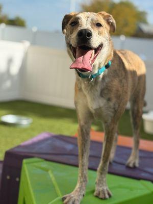 Central Bark Aurora Fox Valley