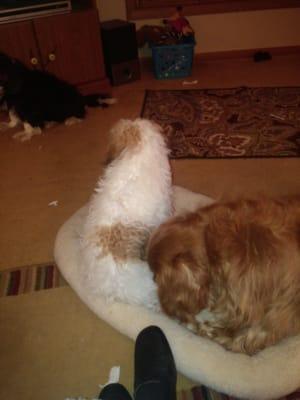 A Dippity Doggie Spa