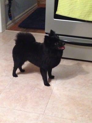 Bark Avenue Pet Salon