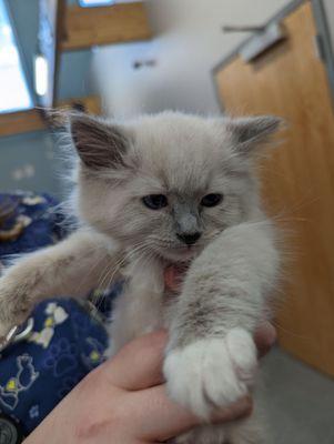 Anchorage Veterinary Clinic and Urgent Care