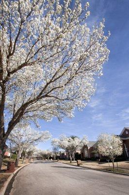 Hackberry Creek Homeowners Association