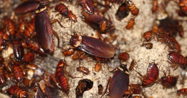 Insect Away Home Services