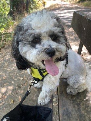 City Hikes Dog Walking & Pet Sitting