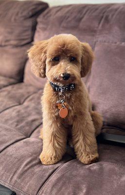 My toy poodle, Bronze!