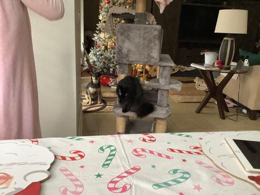 Bear Lake Veterinary Clinic