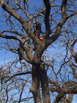 Anderton Tree Services