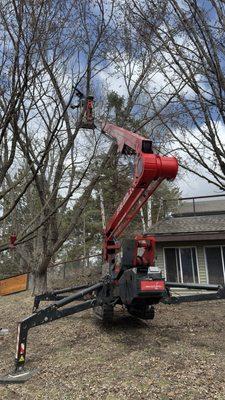 Balsam Tree & Shrub Care