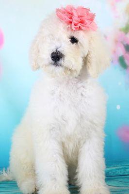 A touch of CLASS. Standard Poodle Forever Country Puppies