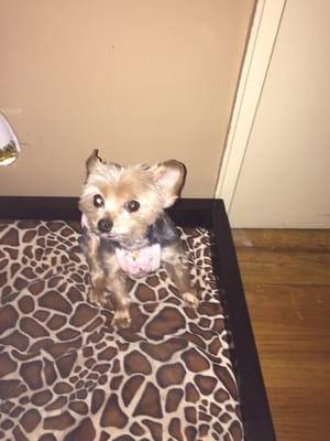 Bad haircut. Way too short and the ponytail was cut off.