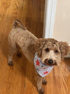 Kathy's Dog Grooming Salon