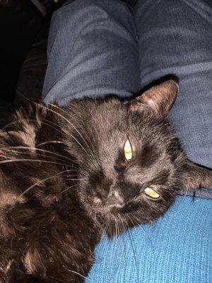 Andrew's Square Pet Clinic