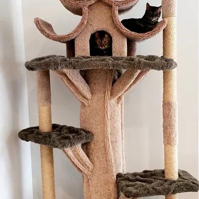 Cool Cat Condos