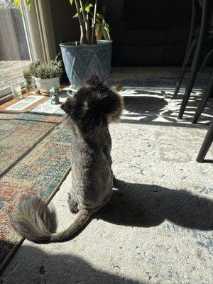 Pampered Pet Grooming