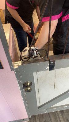 Cats Vs Dogs Pet Grooming Salon and Boutique