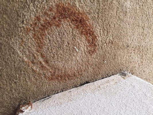 Advanced Carpet Cleaning & Floor Care