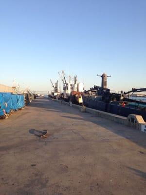 G street Pier, I love Tuna headquarters!!!!