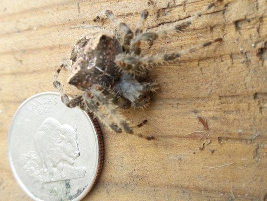 Iconic Pest Solutions