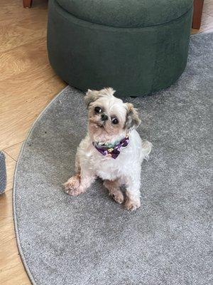 Fresh groom