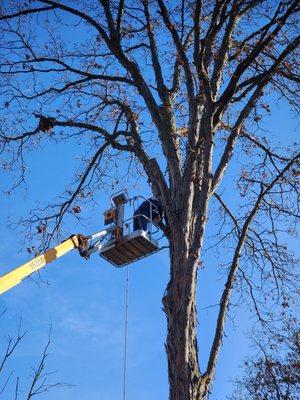 Honey Bear Tree Care