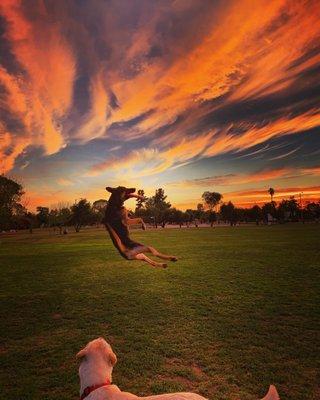 Four Paws High Dog Services