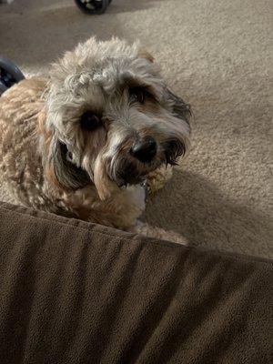 Bark Avenue Grooming Salon