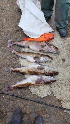 Anchor Charter Boats