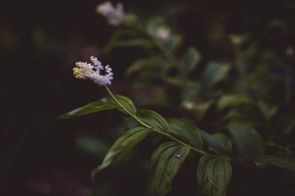 Tadpole Haven Native Plants