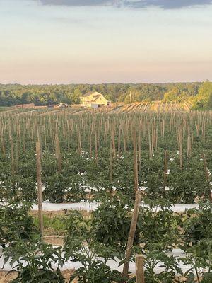 Hughes Produce