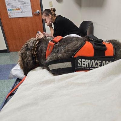 Service dog public access training