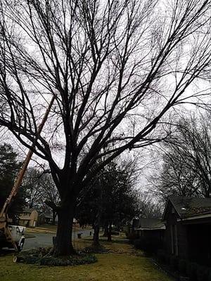 Pro Cut Tree Care