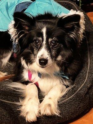 Penn Animal Hospital