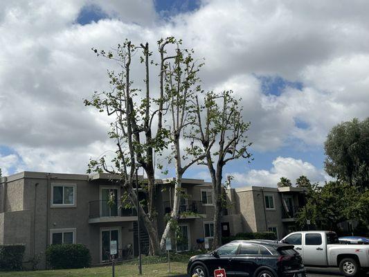 Gutierrez Landscape & Tree Service