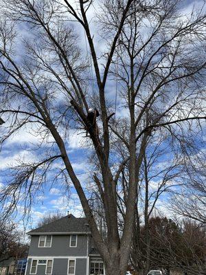 Tree Trimming in Siouxland.