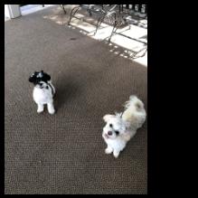 My furry baby girls, Bella and Pepa!