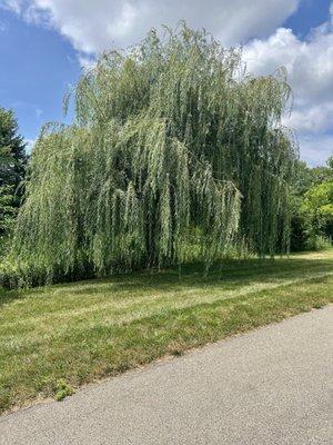 This beautiful tree along the Anna Kendall Trail