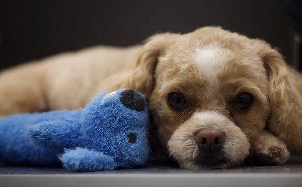 The Art of Dog Grooming