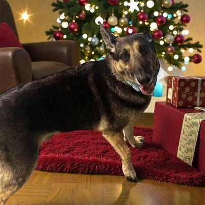 Punkin and Pals Pet Styles