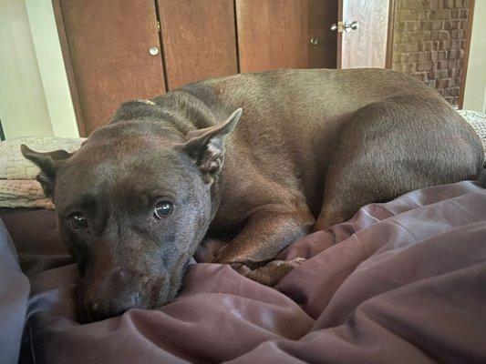 Hershey Veterinary Hospital