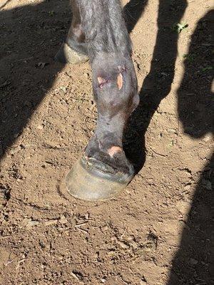 Cotati Large Animal Hospital