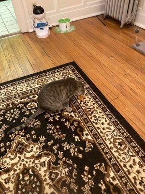 Rotasu Hibachi Carry-Out