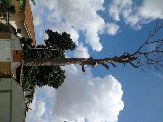 All Dade Tree Services