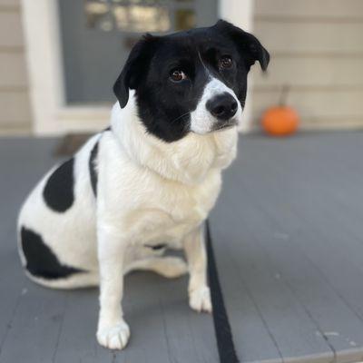 Call Maggie Pet Services