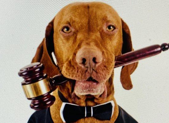 The Piccone Law Firm