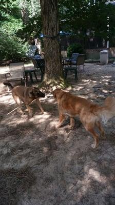 Jordan's Big Doghouse