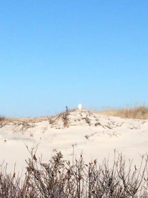 WBU helped me find this Snowy Owl when I bought Binoculars from them.