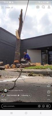 Pine tree removal in Houstons tornado in 2024. Big log..